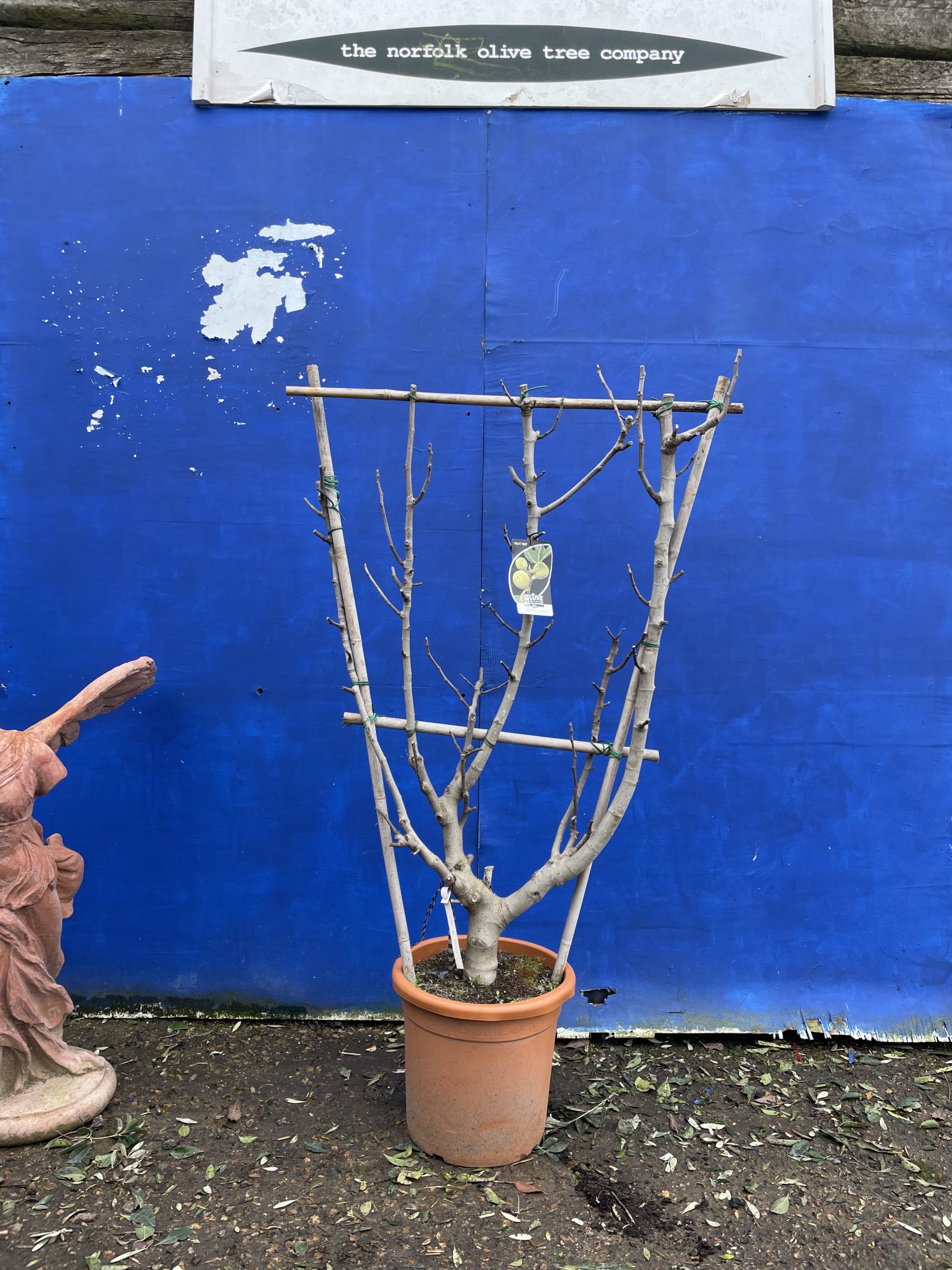 Fig tree for sale. Delivery included. The Norfolk Olive Tree Company