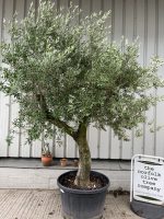 Tall Olive tree with branches