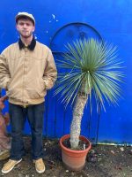 Mature Yucca Rostrata