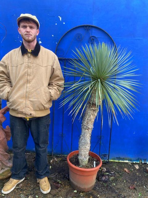 Mature Yucca Rostrata