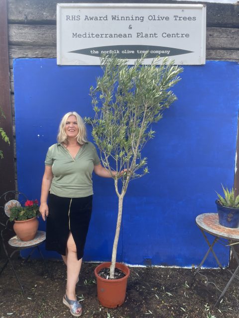 U.K grown Olive Tree