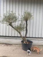 Mature Pom Pom Olive tree for sale.