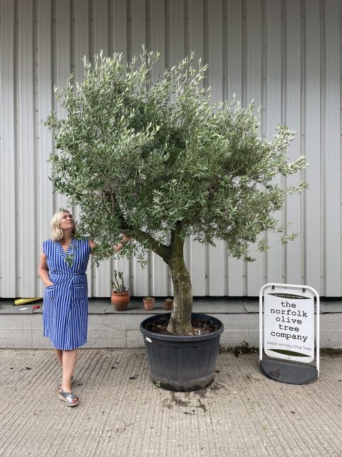 Tall Olive tree with branches