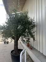 Mature branched Olive Tree