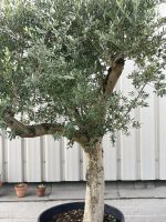 Mature branched Olive Tree