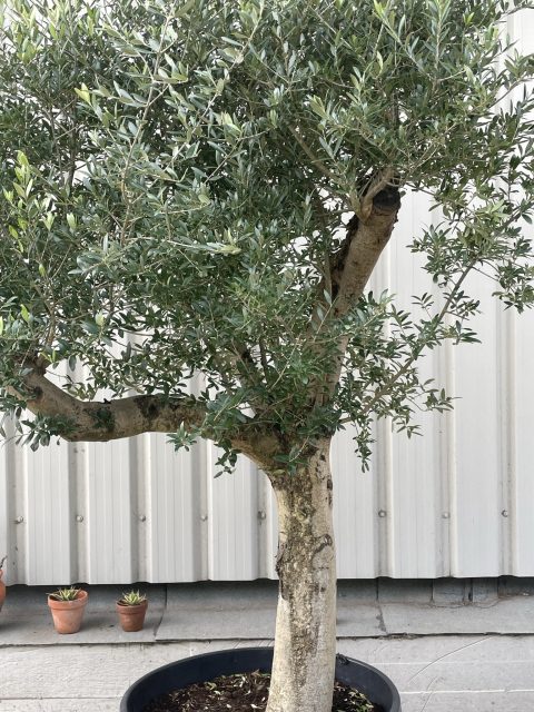 Mature branched Olive Tree