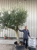 Romantic open crown olive tree