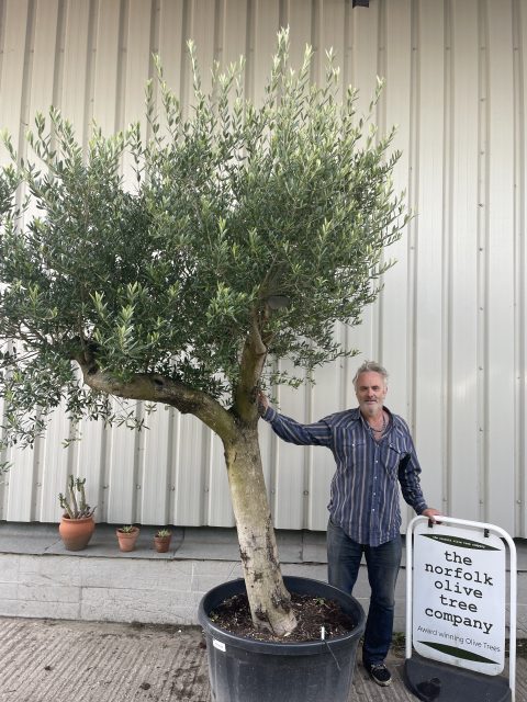 Romantic open crown olive tree