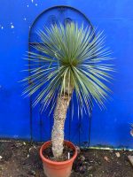 Mature Yucca Rostrata