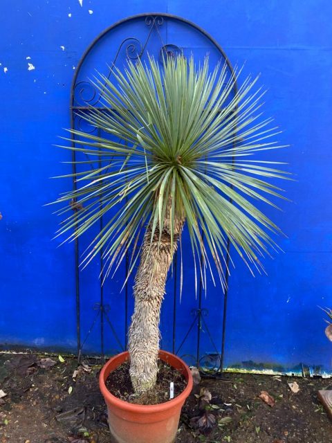 Mature Yucca Rostrata
