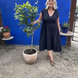 Lemon tree