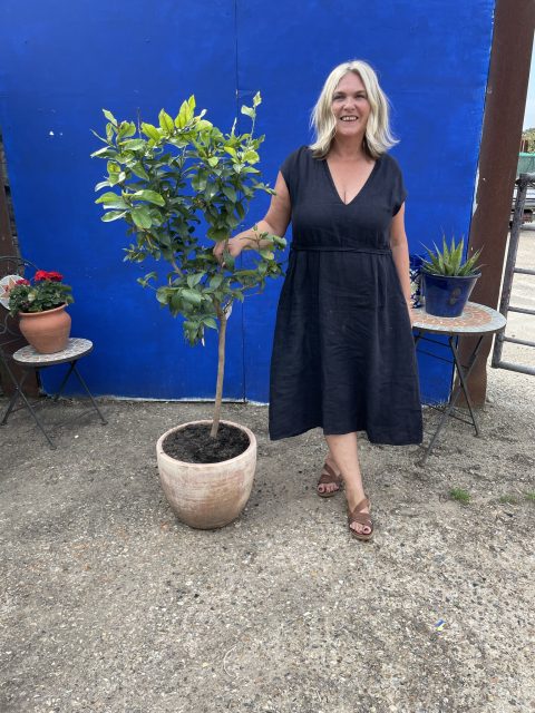 Lemon tree