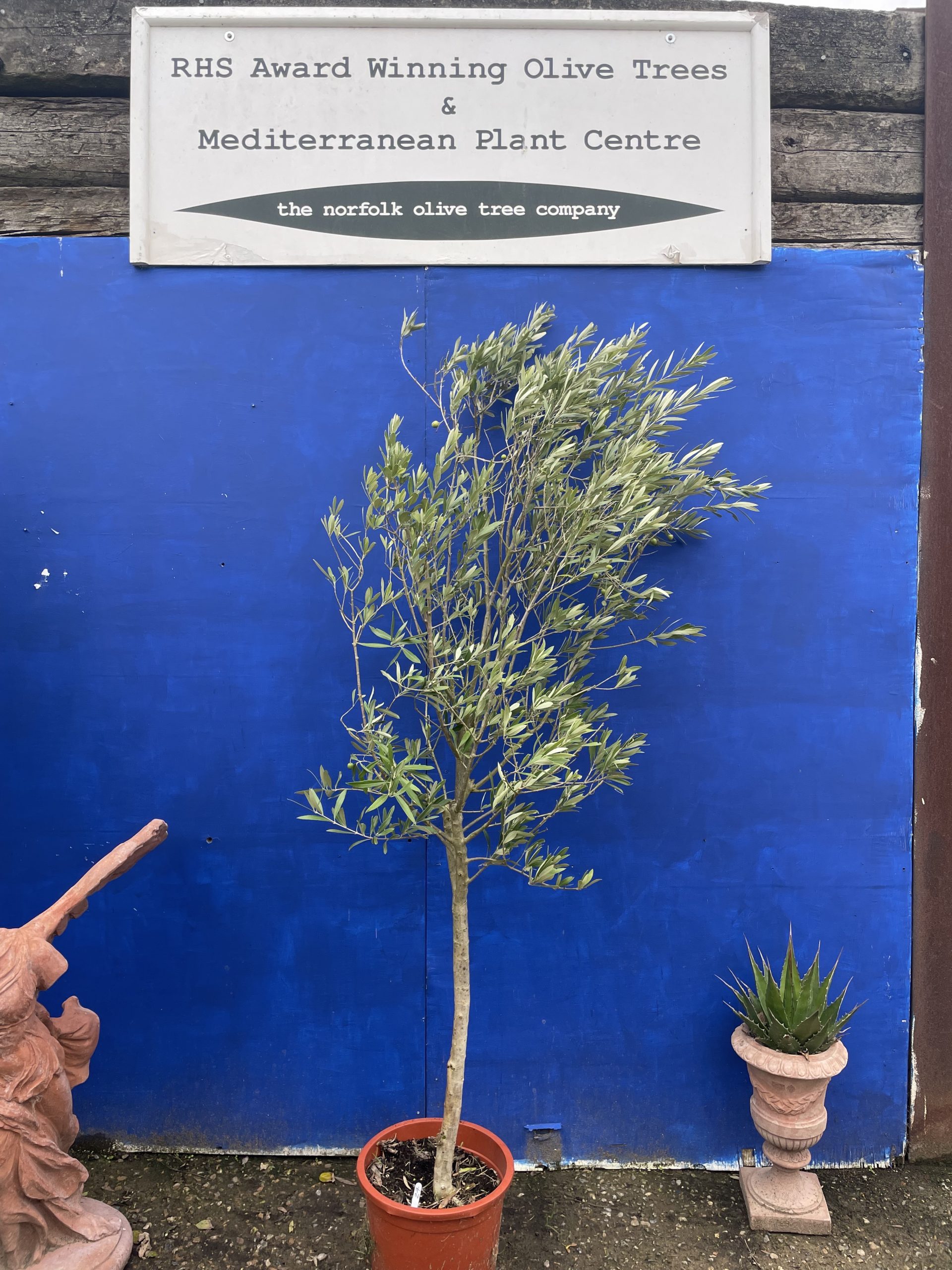 U.K grown Olive Tree free delivery The Norfolk Olive Tree Company