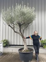 Tall Olive tree with branches