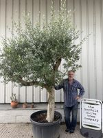 Mature branched Olive Tree