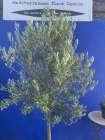 Picual Olive Tree
