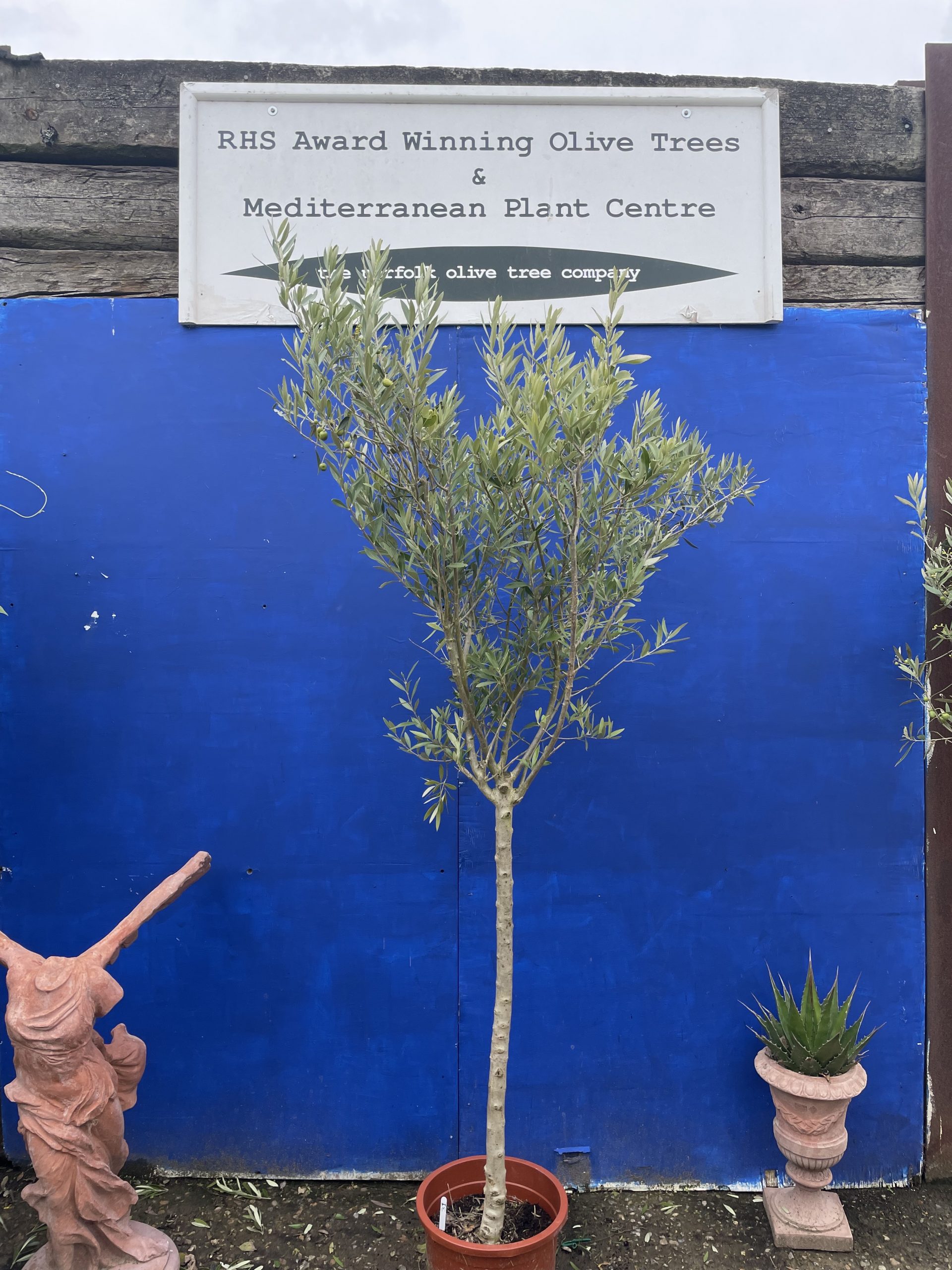 Arbequina Olive U.K grown. Free delivery. The Norfolk Olive Tree Company