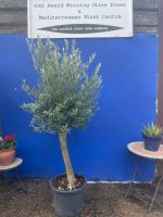 Arbequina Olive tree