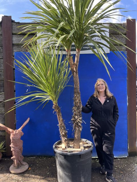 Cordyline ‘Australis’