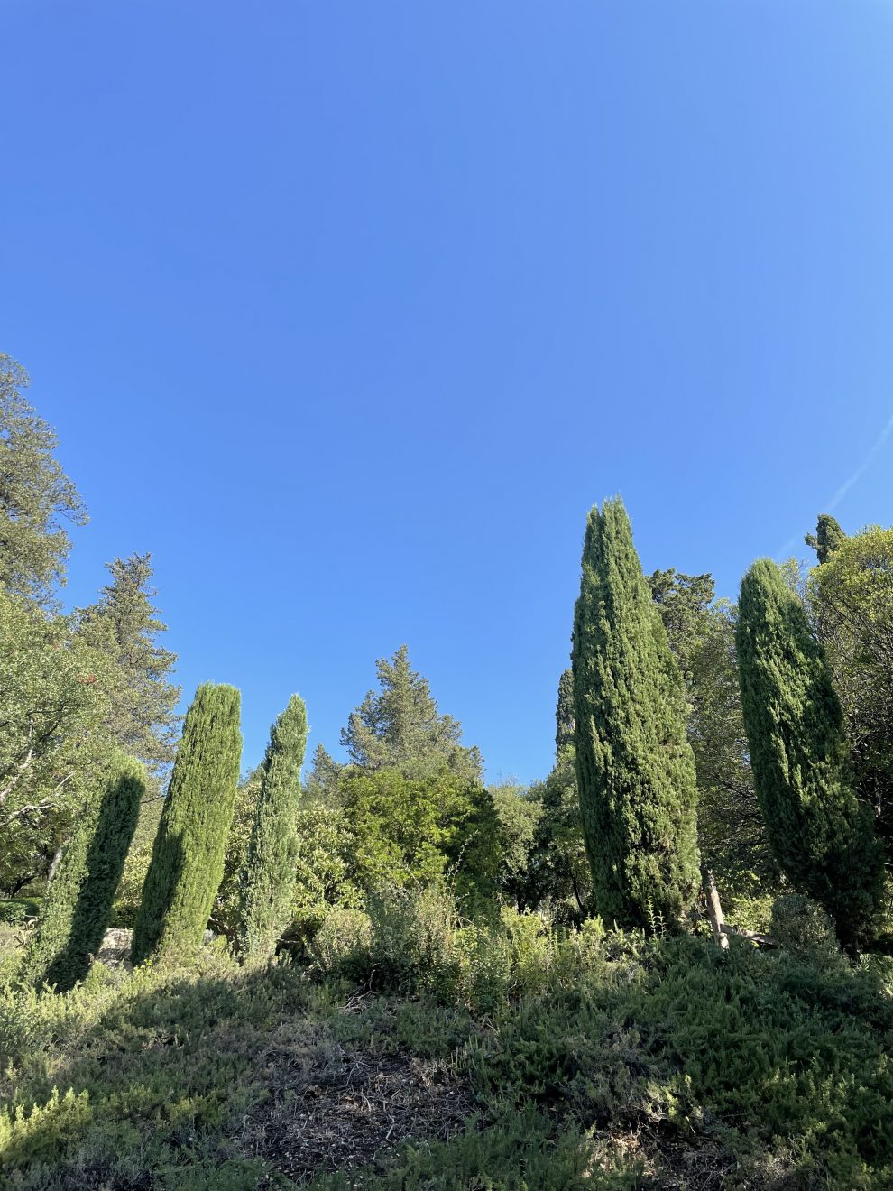 Luxury Mediterranean Garden Design The Norfolk Olive Tree Company