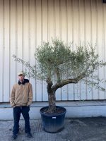 Mature screening Olive tree