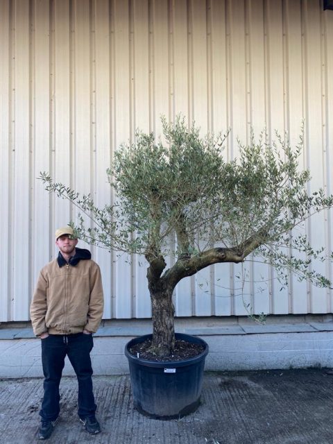 Mature screening Olive tree