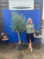 Arbequina Olive tree