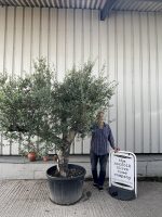Mature branched Olive Tree