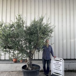 Mature branched Olive Tree