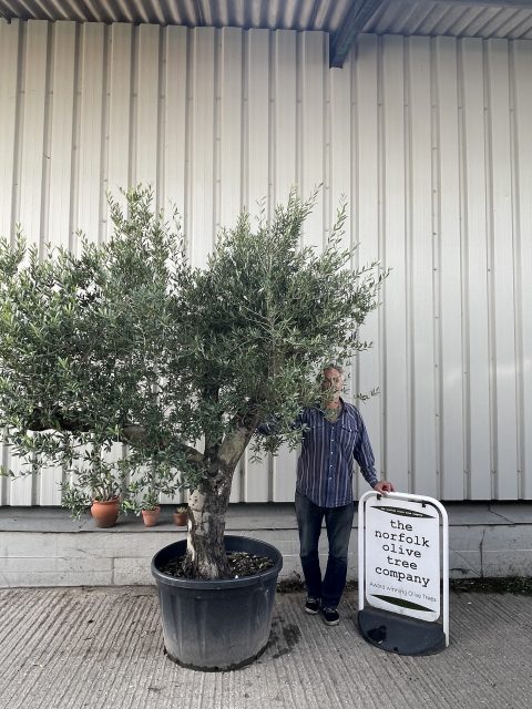 Mature branched Olive Tree