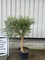 Chelsea Olive tree