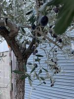 Mature Tuscan Olive tree