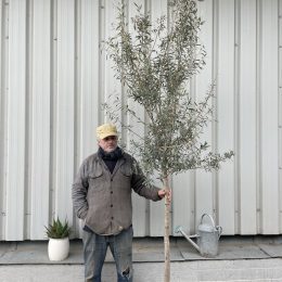Tuscan Olive tree