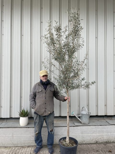 Tuscan Olive tree