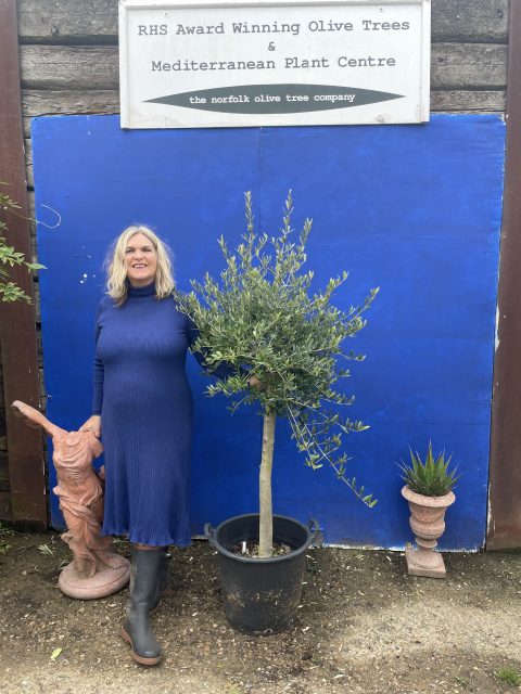 Picual Olive Tree