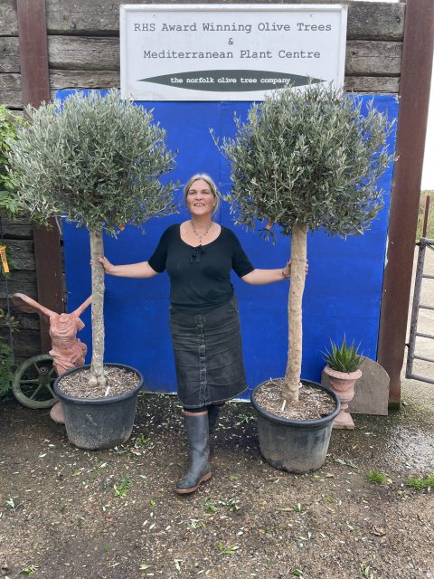 Pair of mature full standard olive trees.