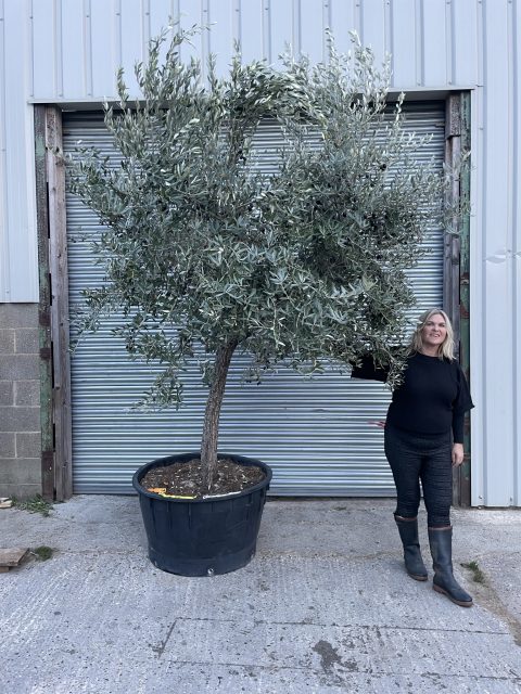 Mature Tuscan Olive tree