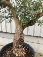 Small gnarled Olive tree