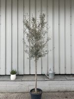 Tuscan Olive tree