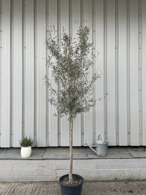 Tuscan Olive tree