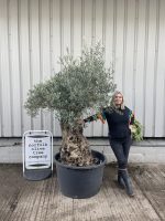 Large olive tree gnarled trunk