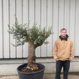 Small gnarled Olive tree