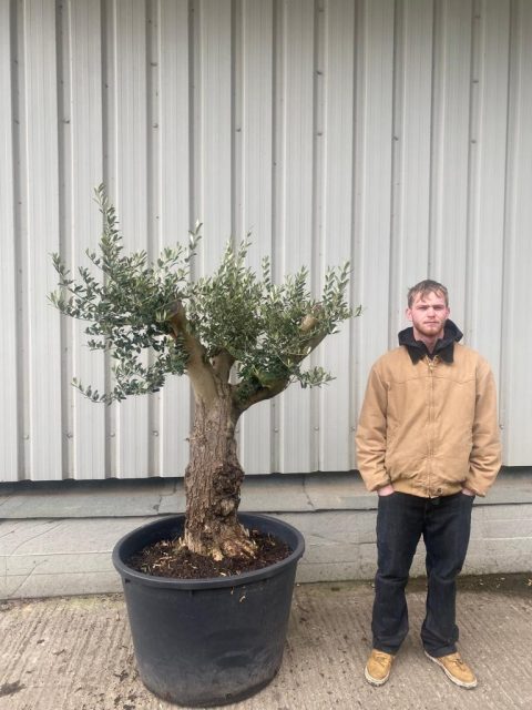 Small gnarled Olive tree
