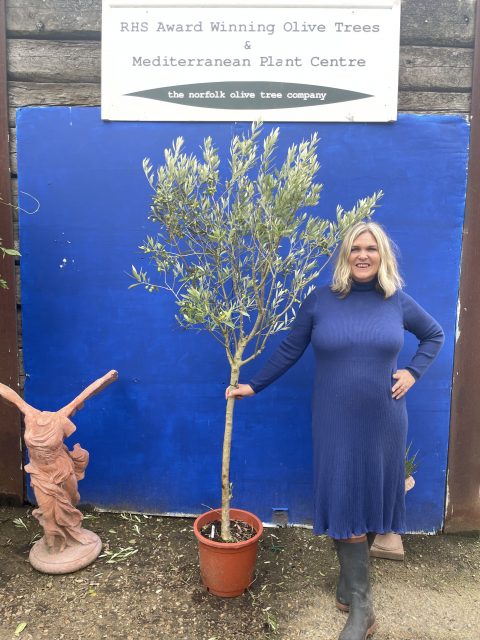 5538EC49-CCEA-4E18-843C-D81D2BB01582 Arbequina Olive U.K grown.