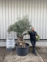 Large olive tree gnarled trunk