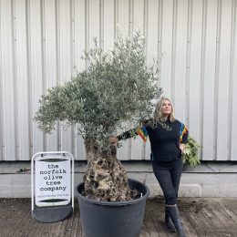 Large olive tree gnarled trunk