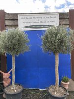 Pair of mature full standard olive trees.