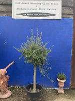 Picual Olive Tree