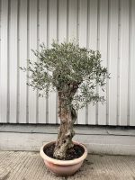 Gnarled Olive tree in bonsai bowl
