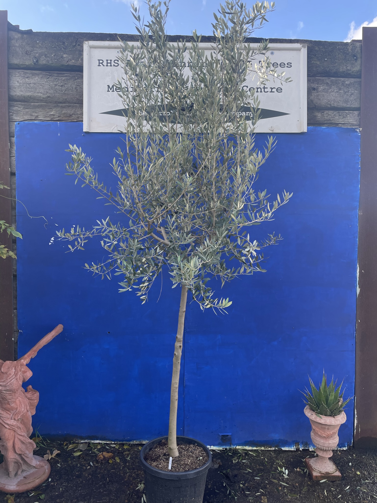 Tuscan Crown Olive Tree free delivery The Norfolk Olive Tree Company